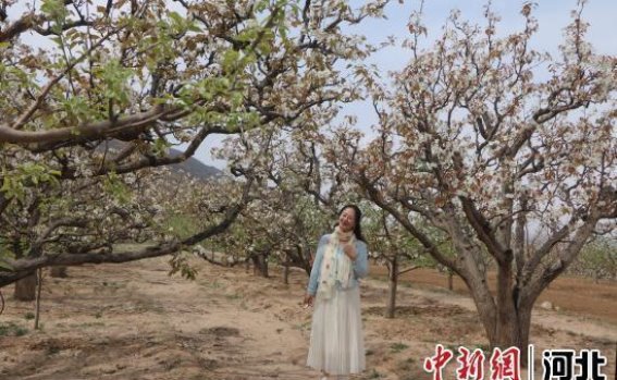 蔚县春季健身与赏花活动盛大开启