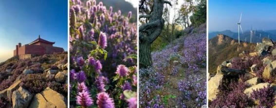 秋日的五岳山：香薷花海中的静谧之美