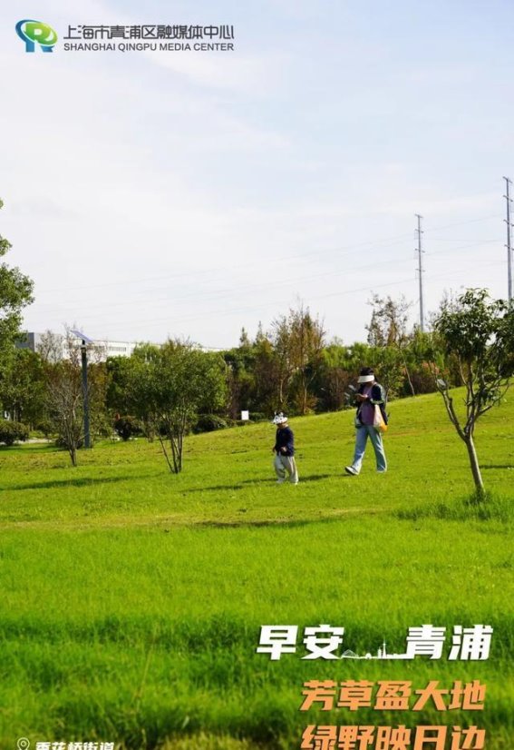 青浦清晨：绿野如诗，芳香盈怀