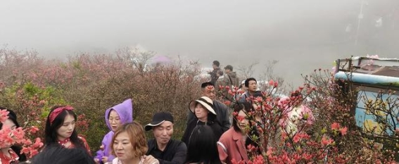 大围山杜鹃花季：春日浪漫与自然奇观的完美融合