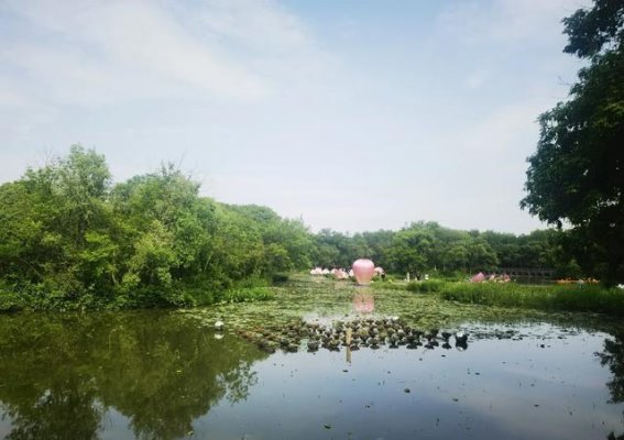 西溪国家湿地公园：杭州的一片绿洲