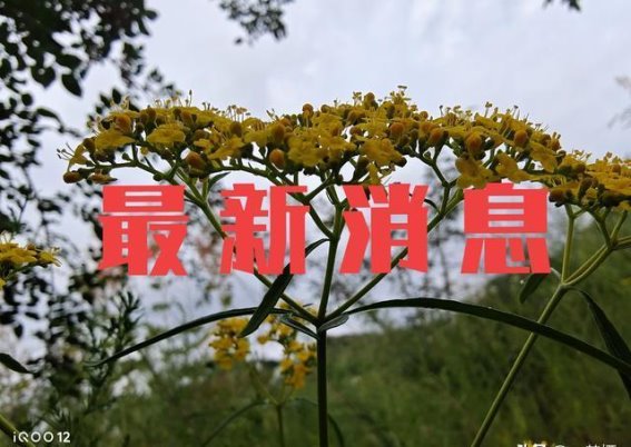 2026年起新能源汽车购置税恢复征收,减税政策持续惠及消费者