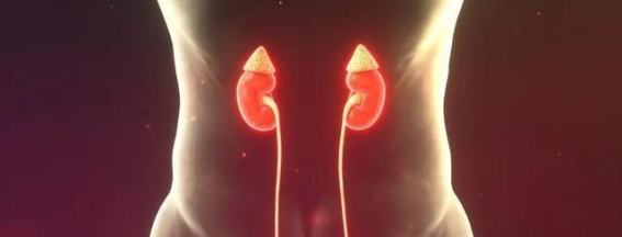 一喝水尿就多,这样的肾脏健康吗?